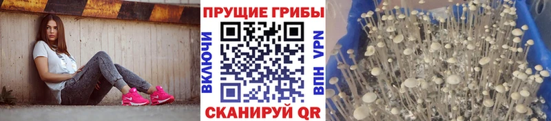 закладки ОМГ ОМГ ссылка Галлюциногенные грибы Psilocybe Ахтубинск